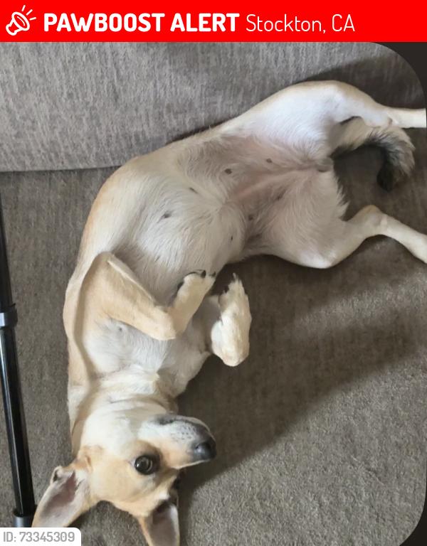 Lost Female Dog last seen little john creek park, Stockton, CA 95205