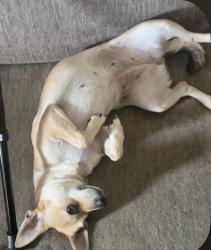 Lost Female Dog last seen little john creek park, Stockton, CA 95205