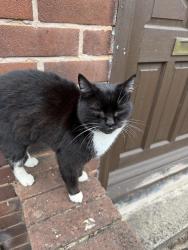 Found/Stray Unknown Cat last seen Leeds, West Yorkshire, England 
