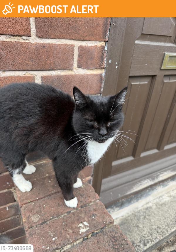 Found/Stray Unknown Cat last seen Leeds, West Yorkshire, England 