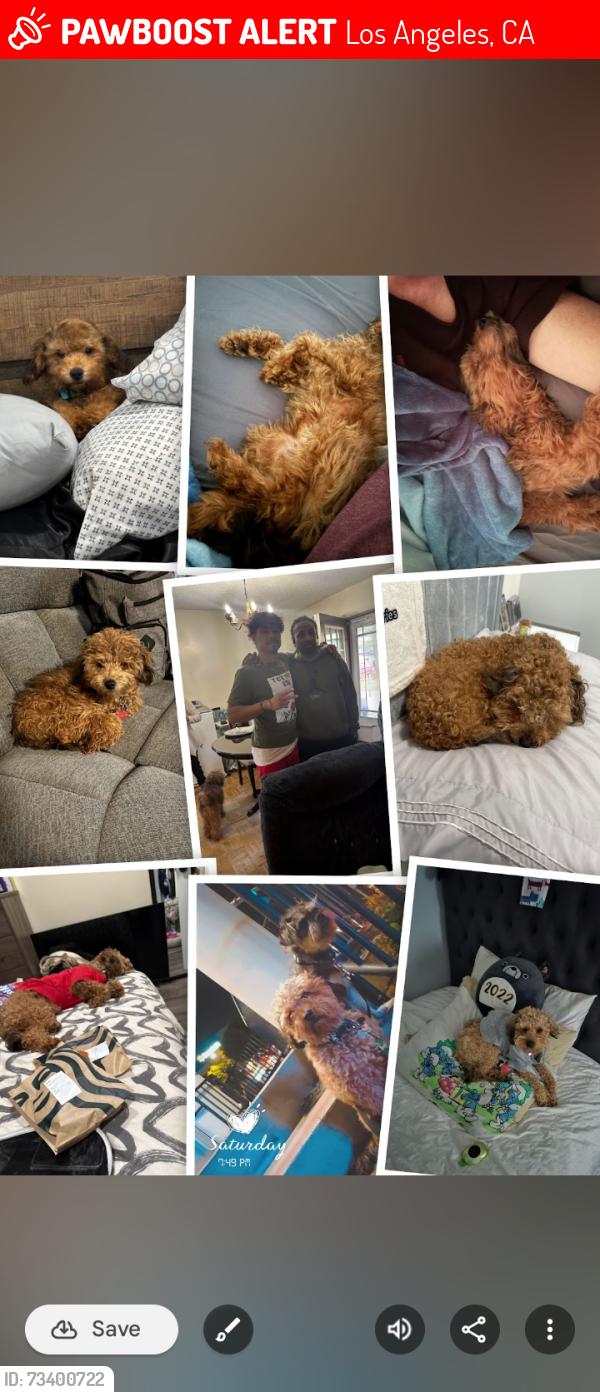 Lost Male Dog last seen Tujunga Canyon Blvd, Los Angeles, CA 91042