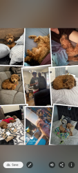 Lost Male Dog last seen Tujunga Canyon Blvd, Los Angeles, CA 91042