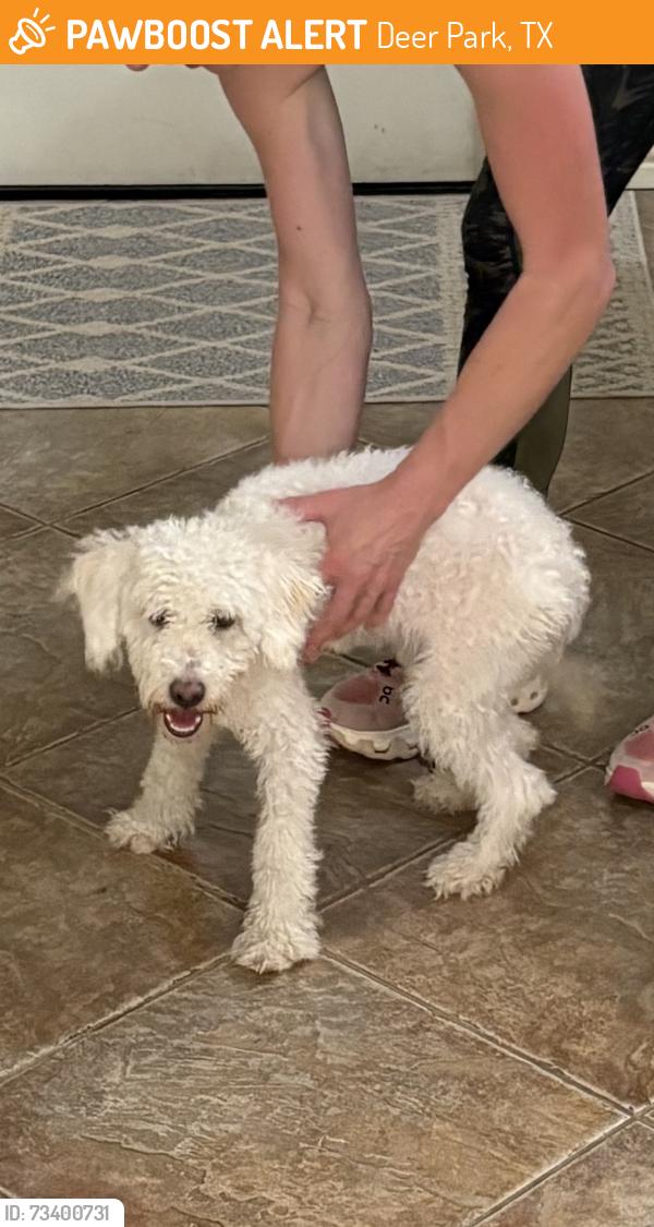 Found/Stray Female Dog last seen Street, Deer Park, TX 77536