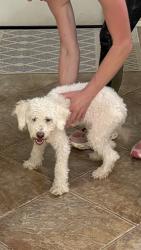 Found/Stray Female Dog last seen Street, Deer Park, TX 77536