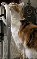 Reunited Female Cat last seen Barkley lane, Lodi, CA 95242