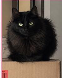 Lost Female Cat last seen Near chase bank and Miller beach farmers market, Gary, IN 46403