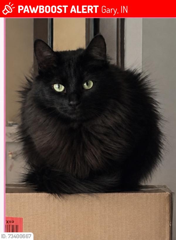Lost Female Cat last seen Near chase bank and Miller beach farmers market, Gary, IN 46403
