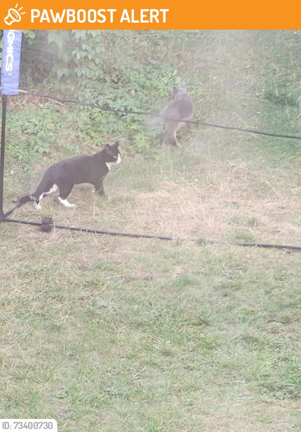 Found/Stray Unknown Cat last seen Abby road, Greater London, England NW8 0LU