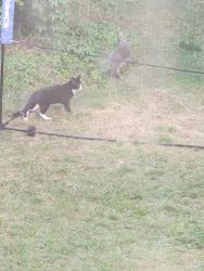 Found/Stray Unknown Cat last seen Abby road, Greater London, England NW8 0LU
