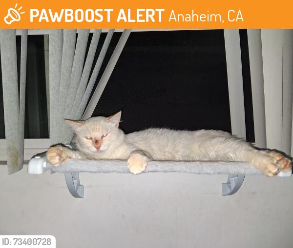 Found/Stray Male Cat last seen Brookhurst and Lincoln, Anaheim, CA 92804