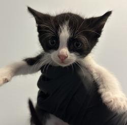 Shelter Stray Male Cat last seen Near Chamoune Avenue, San Diego, CA, 92105, 5500 Gaines St, San Diego, CA 92110, USA