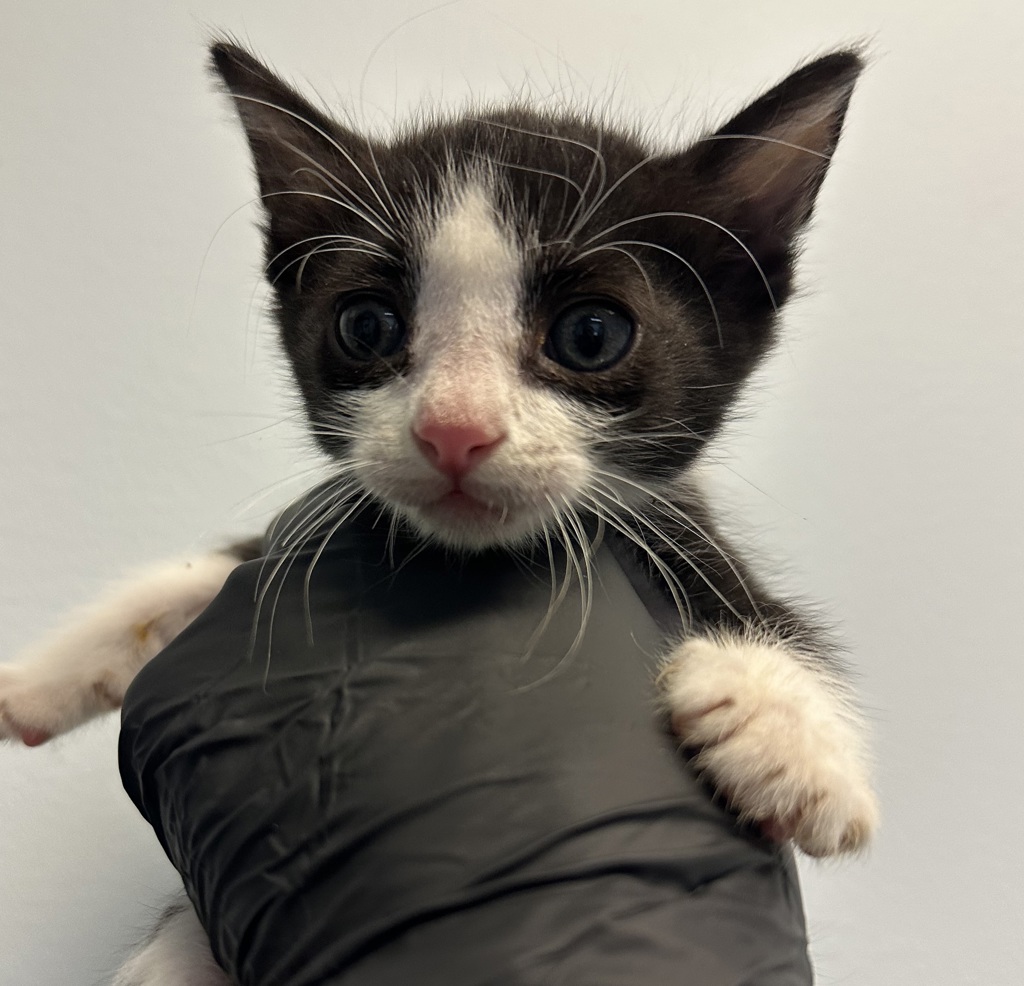 Shelter Stray Male Cat last seen Near Chamoune Avenue, San Diego, CA, 92105, 5500 Gaines St, San Diego, CA 92110, USA