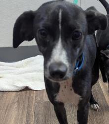 Shelter Stray Female Dog last seen Near Piccard Avenue, San Diego, CA, 92154, 5500 Gaines St, San Diego, CA 92110, USA