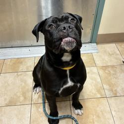 Shelter Stray Male Dog last seen SW Halsey st and SW Edgfield Meadows Ave, OR, 1700 W Historic Columbia River Hwy, Troutdale, OR 97060, USA