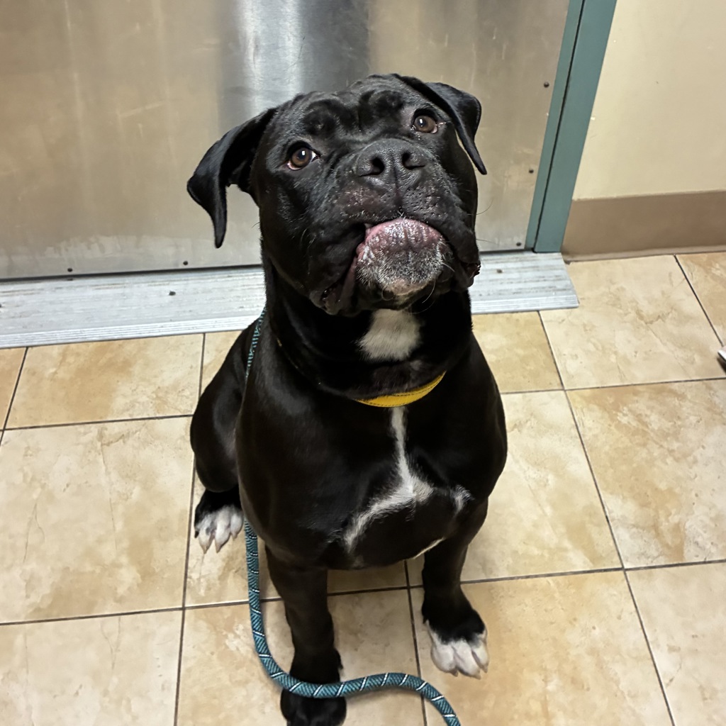Shelter Stray Male Dog last seen SW Halsey st and SW Edgfield Meadows Ave, OR, 1700 W Historic Columbia River Hwy, Troutdale, OR 97060, USA