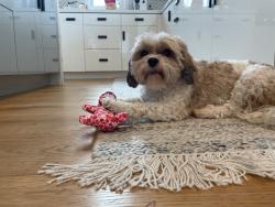 Reunited Male Dog last seen Alameda and Monterey Ave., Menlo Park, CA 94025