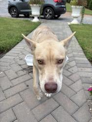 Found/Stray Unknown Dog last seen Route 64, Burke County, NC 28655