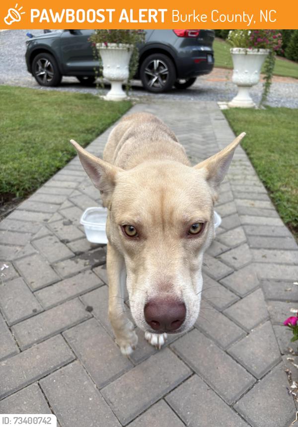 Found/Stray Unknown Dog last seen Route 64, Burke County, NC 28655