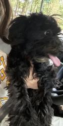 Found/Stray Male Dog last seen Roswell rd, Marietta, GA 30062