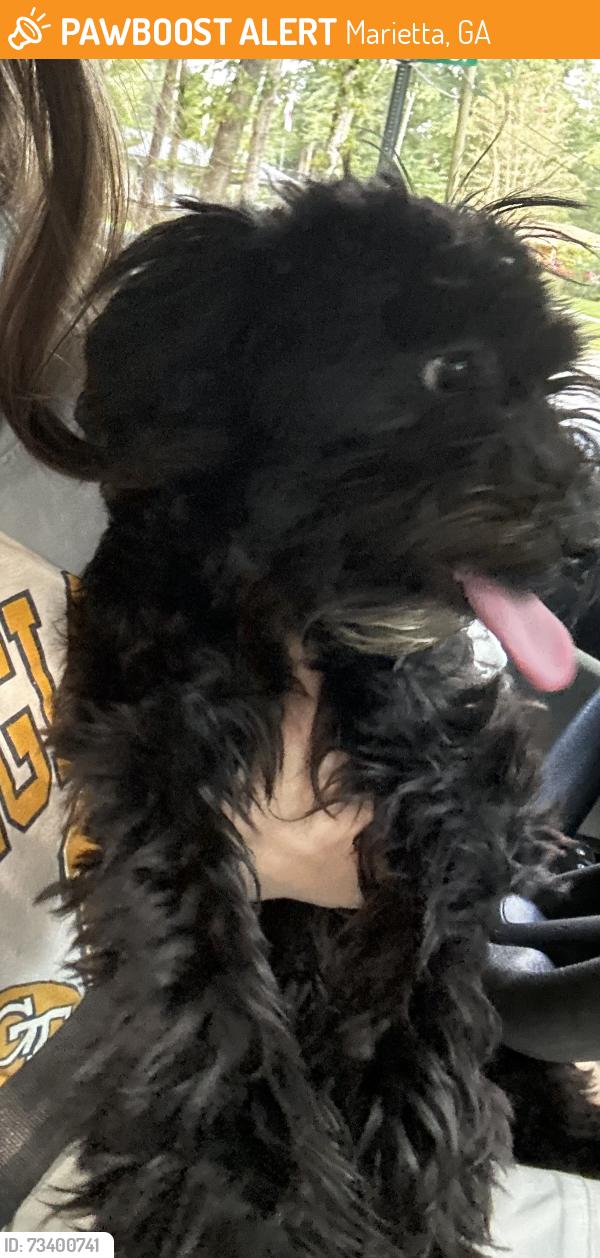Found/Stray Male Dog last seen Roswell rd, Marietta, GA 30062