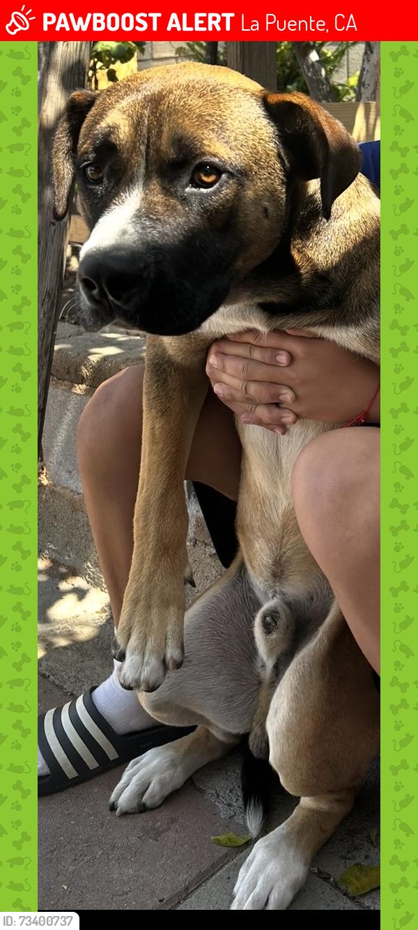 Lost Male Dog last seen Inyo st, Ferrerro LN, La Puente, CA 91744