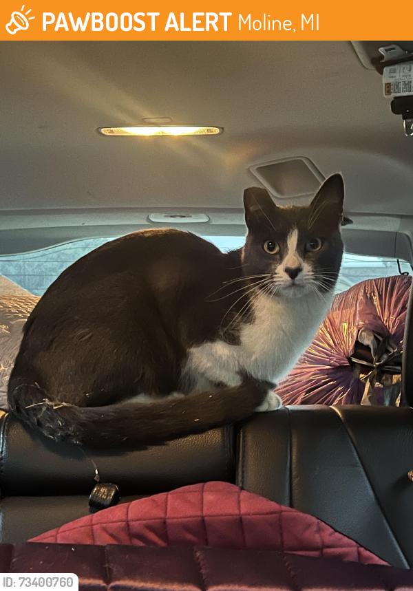 Found/Stray Unknown Cat last seen Dollar General, Moline, MI 49323