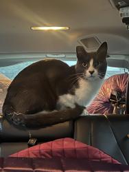 Found/Stray Unknown Cat last seen Dollar General, Moline, MI 49323