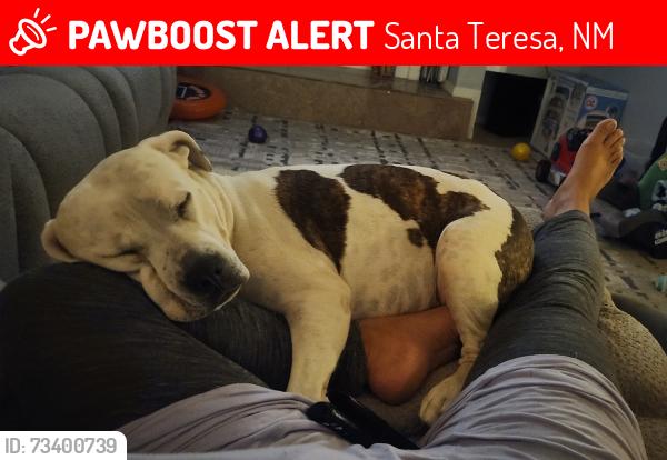 Lost Female Dog last seen Mcnutt Rd, Santa Teresa, NM 88008