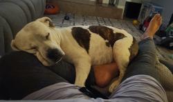 Lost Female Dog last seen Mcnutt Rd, Santa Teresa, NM 88008