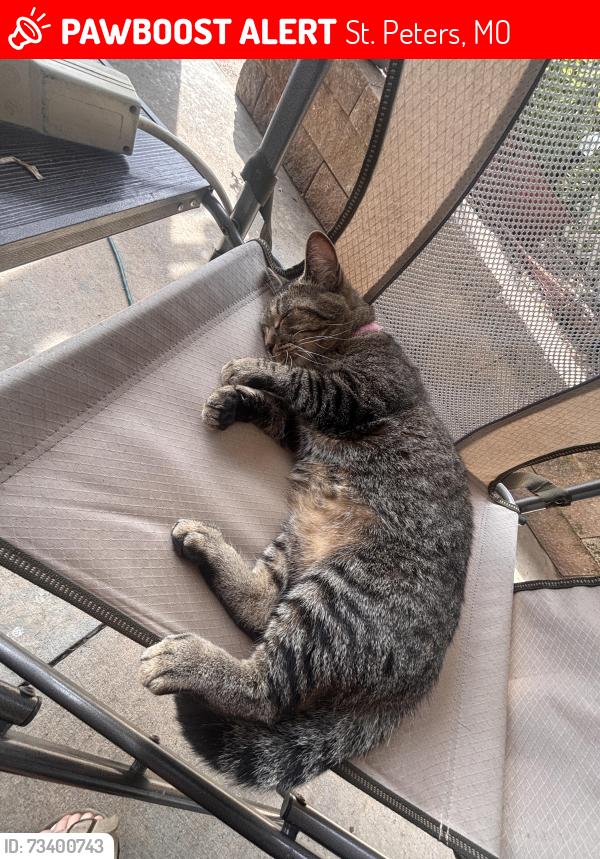 Lost Female Cat last seen fortzumwalt south high school, St. Peters, MO 63376