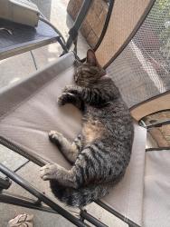 Lost Female Cat last seen fortzumwalt south high school, St. Peters, MO 63376