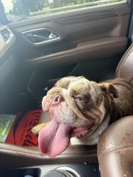 Reunited Female Dog last seen M st, Rio Linda, CA 95673