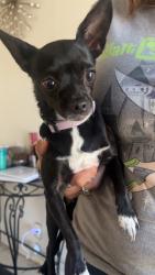 Reunited Female Dog last seen Houndsbrook way, San Jose, CA 95111