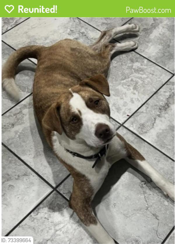 Reunited Female Dog last seen Irving park and Overhill Ave Norridge, Norridge, IL 60706