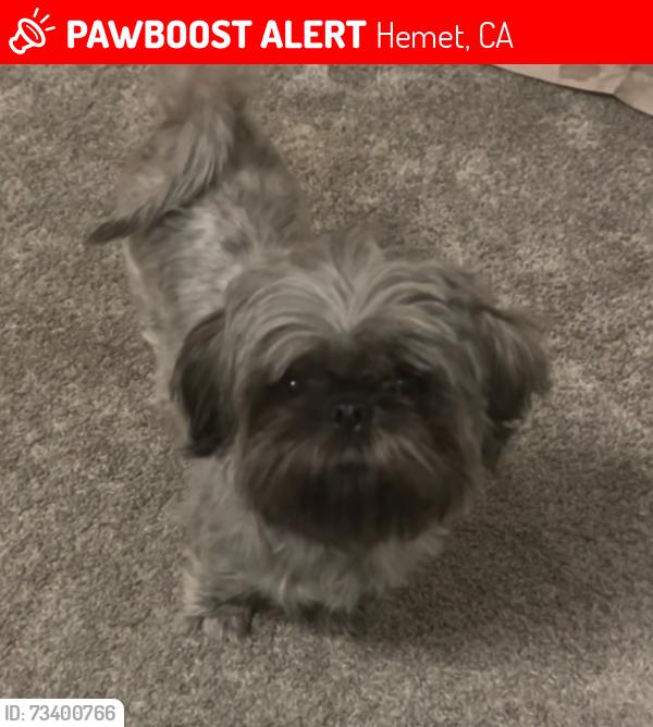 Lost Female Dog last seen Willowwalk community Hemet Walmart, Hemet, CA 92545