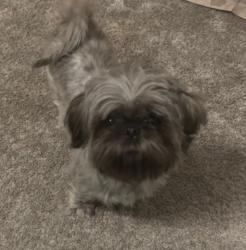 Lost Female Dog last seen Willowwalk community Hemet Walmart, Hemet, CA 92545