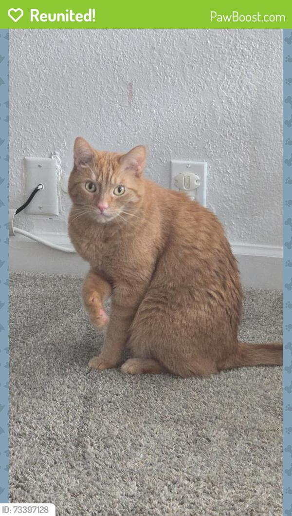 Reunited Male Cat last seen Texas Roadhouse, Citrus Heights, CA 95610