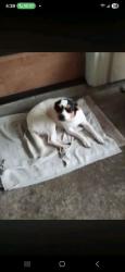 Lost Female Dog last seen Cross Street and Inman, Akron, OH 44317