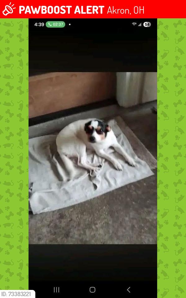 Lost Female Dog last seen Cross Street and Inman, Akron, OH 44317