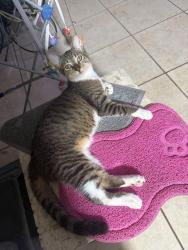 Lost Male Cat last seen 92nd Ave and Bird Road (by Navarro), Miami, FL 33165
