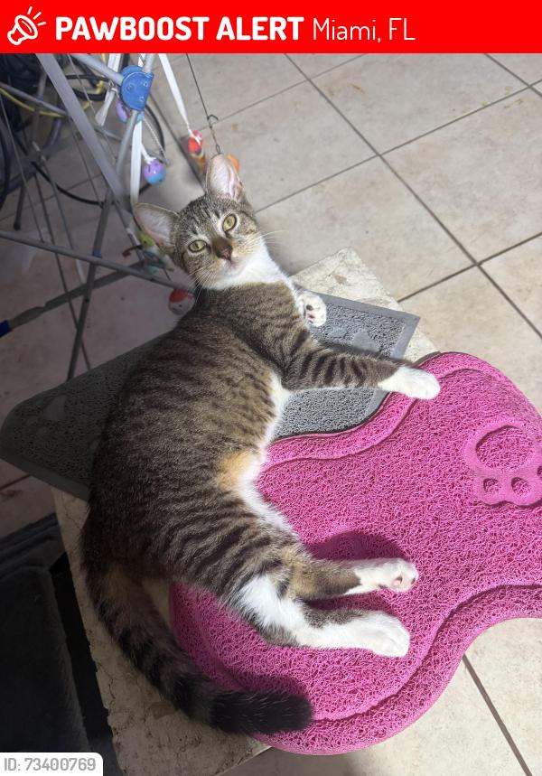Lost Male Cat last seen 92nd Ave and Bird Road (by Navarro), Miami, FL 33165
