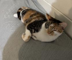 Reunited Female Cat last seen Vernon Hill Ara, Worcester, MA 01607