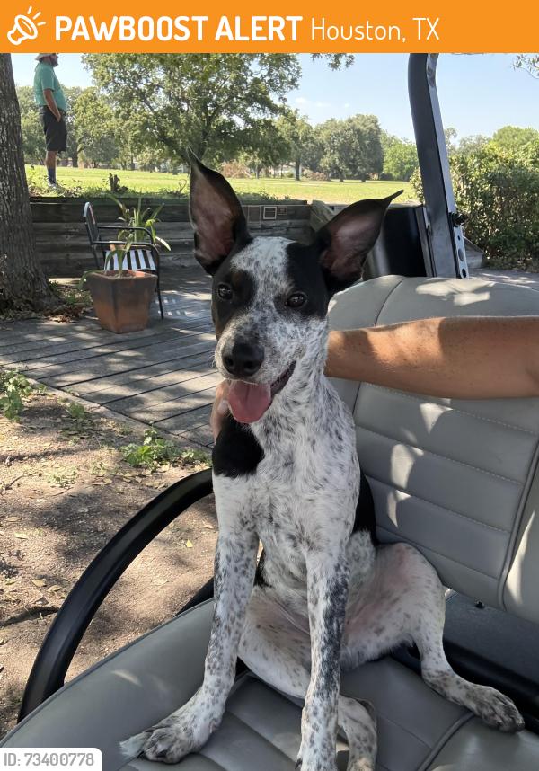 Found/Stray Male Dog last seen Bellaire Blvd and Harbortown Town Dr, Houston, TX 77036