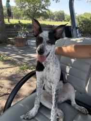 Found/Stray Male Dog last seen Bellaire Blvd and Harbortown Town Dr, Houston, TX 77036