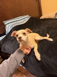 Found/Stray Female Dog last seen E Dartmouth St, Lubbock, TX 79403