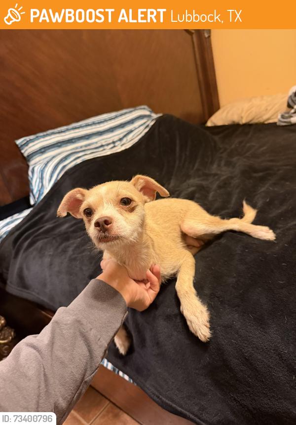 Found/Stray Female Dog last seen E Dartmouth St, Lubbock, TX 79403