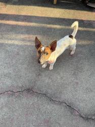 Lost Male Dog last seen Interstate, Grand Bay, AL 36541
