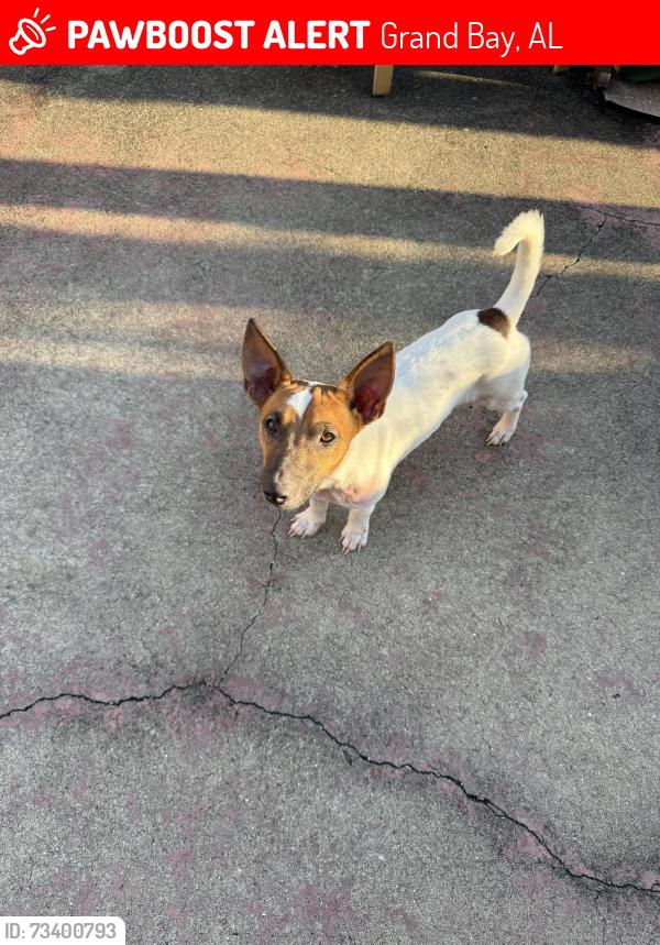 Lost Male Dog last seen Interstate, Grand Bay, AL 36541