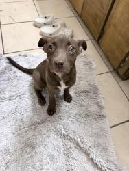 Found/Stray Female Dog last seen Hill st, San Angelo, TX 76903