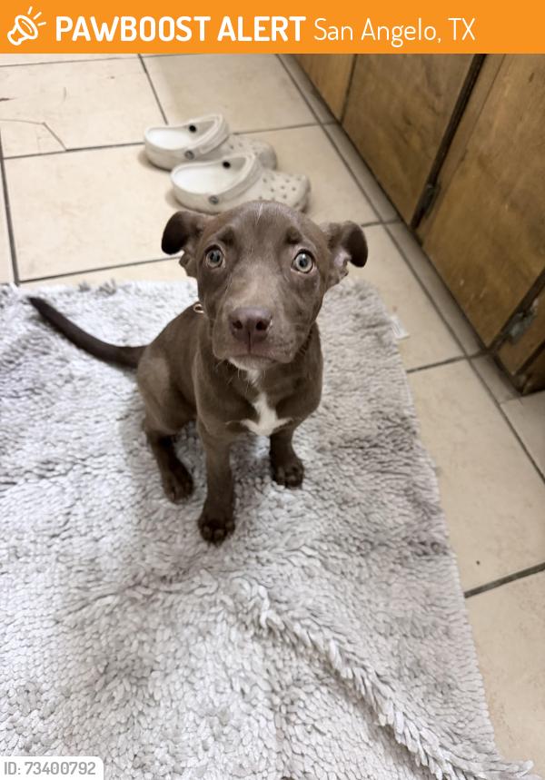 Found/Stray Female Dog last seen Hill st, San Angelo, TX 76903